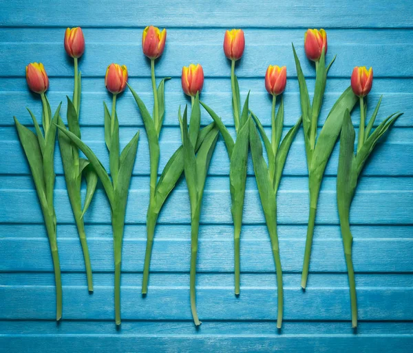 top view of the layout of tulips