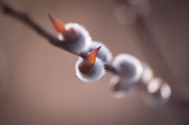 willow tomurcukları