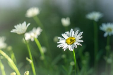 Blooming daisies bir çayırda