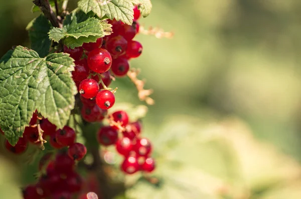 Currant on a branch in the sun — Stock Photo, Image