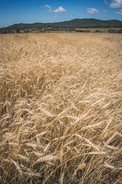 Tło dojrzewających kłosów łąkowego pola pszenicy. — Zdjęcie stockowe
