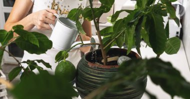 Ev bahçıvanlığı: ellerin yakın çekimi, su kutusundan bir saksıyı sulayan bir kız..