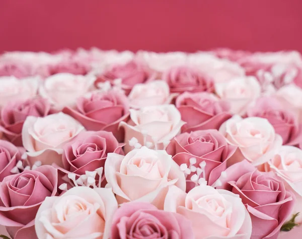 Buds de rosas rosa e branca em um fundo rosa . — Fotografia de Stock