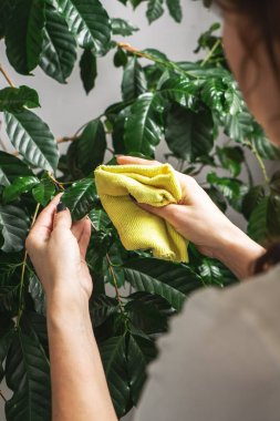 Bir kız, bir ev bitkisinin büyük yeşil yapraklarını tozdan temizliyor..