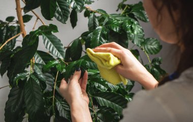 Bir kız, bir ev bitkisinin büyük yeşil yapraklarını tozdan temizliyor..