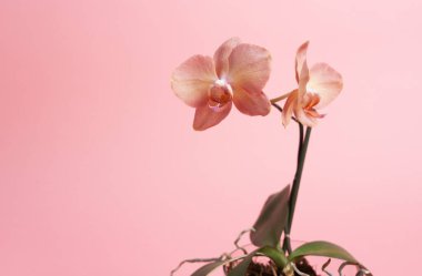 Pembe arka planda orkide çiçekleri. Yakın plan..