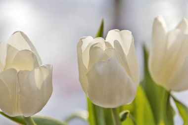 güzel beyaz laleler.