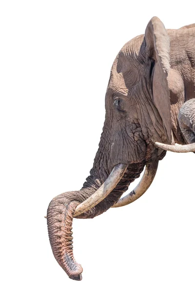 Elefante appoggia il tronco isolato in bianco — Foto Stock