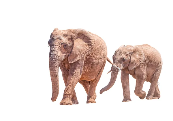 Afrikaanse olifanten moeder en kalf, geïsoleerd in wit — Stockfoto