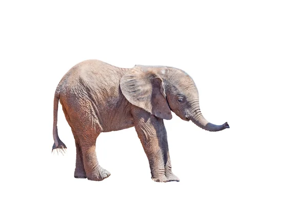 Μόσχος ελεφάντων απομονωθεί σε λευκό — Φωτογραφία Αρχείου