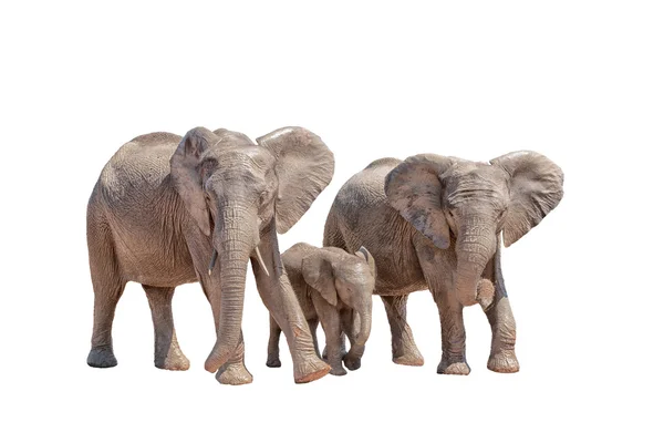 Trois éléphants isolés sur du blanc — Photo