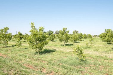 Ritchie pekan fındık Bahçesi