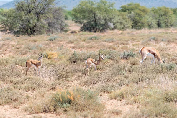 Springbok koe en twee kalveren — Stockfoto