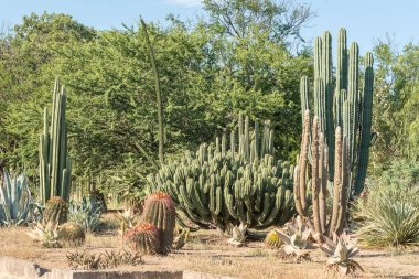 Kaktüs ekran Graaff Reinet girişinde
