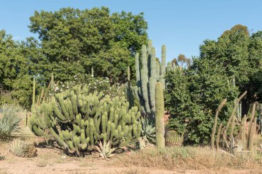 Kaktüs ekran Graaff Reinet girişinde