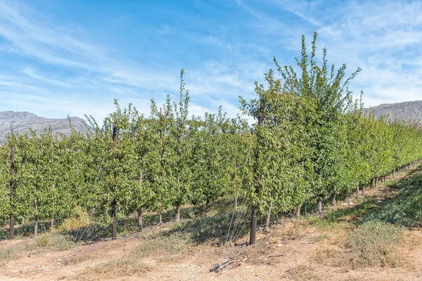 Fruit trees grown using the espalier method — Stock Photo, Image