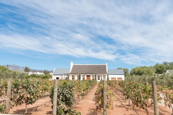 Casa con techo de paja y viñedo en McGregor — Foto de Stock