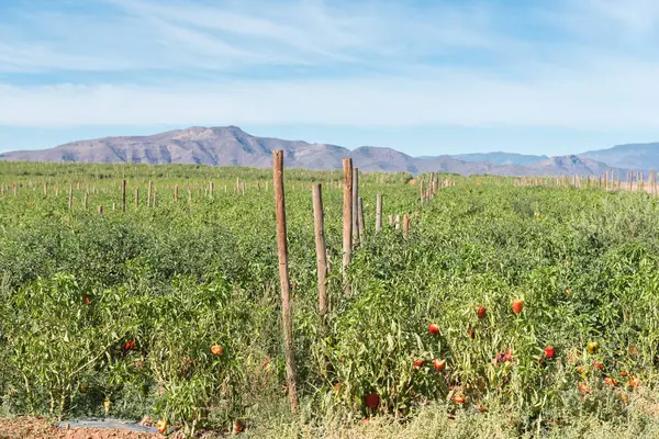 Field of bell peppers near Ashton — Stock Photo, Image