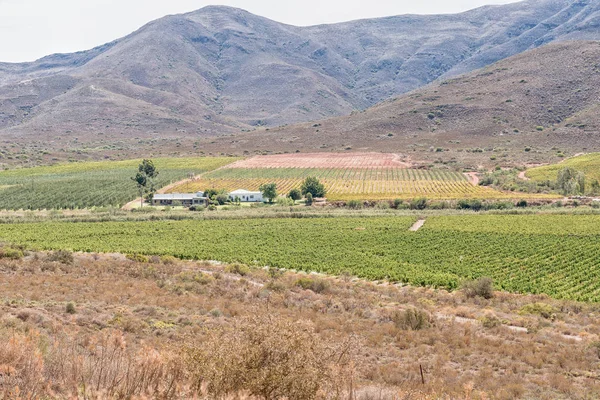 Bonnievale の近くの農場風景 — ストック写真