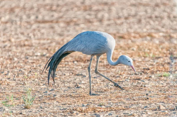 Walking Blue Crane — Stock Photo, Image