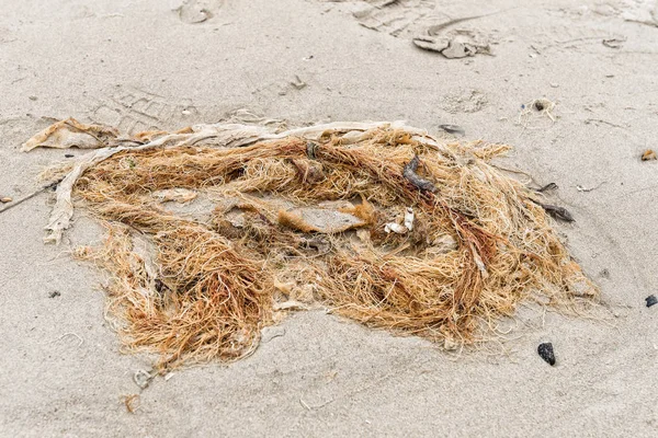 Морская трава на пляже в заливе Лангебан — стоковое фото