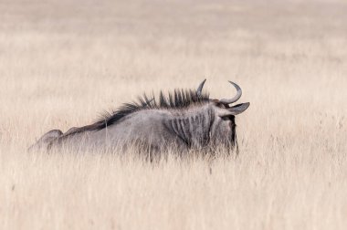Mavi wildebeest çim yalan