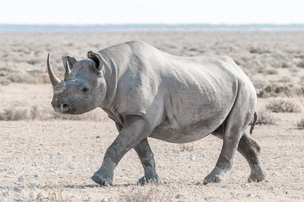 Rinoceronte preto coberto com pó de calcrete branco, andando — Fotografia de Stock