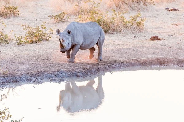 Zagrożonych czarny nosorożec, Diceros bicornis, w waterhole — Zdjęcie stockowe
