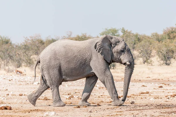 Afrikaanse olifant lopen — Stockfoto