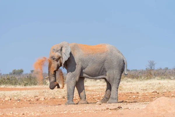 Afrikaanse olifant nemen stof bad om te beschermen tegen insecten — Stockfoto