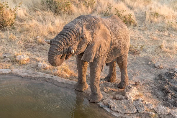 Afrikaanse olifant, Loxodonta africana, bij een waterput — Stockfoto