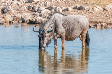 Mavi wildebeest içme suyu