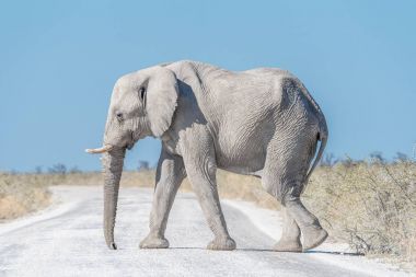 Beyaz calcrete tozuyla kaplı beyaz Afrika fili