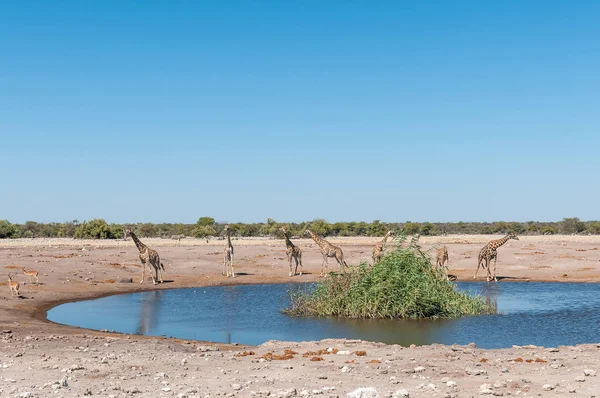 Seven Namibian giraffes at a waterhole — Stock Photo, Image