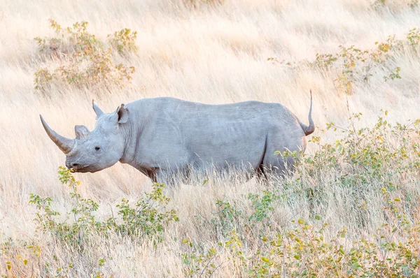 Bedreigde zwarte neushoorn, Diceros bicornis, tussen gras — Stockfoto