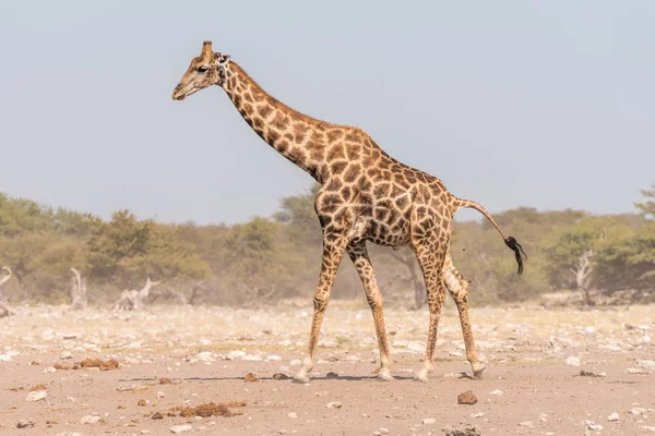 Giraffa namibiana che cammina e fa la cacca — Foto Stock