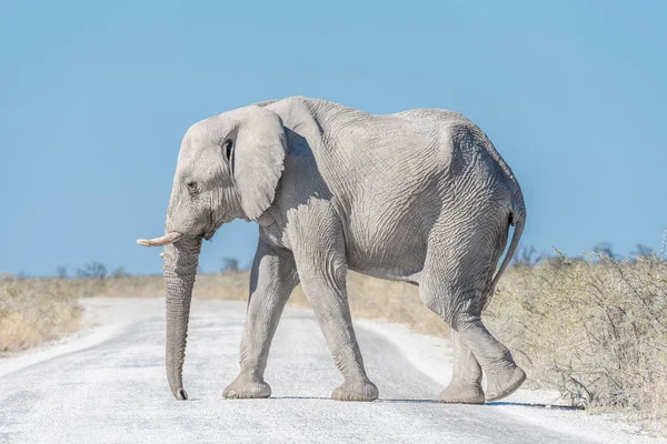 Witte Afrikaanse olifant, bedekt met witte calcrete stof — Stockfoto