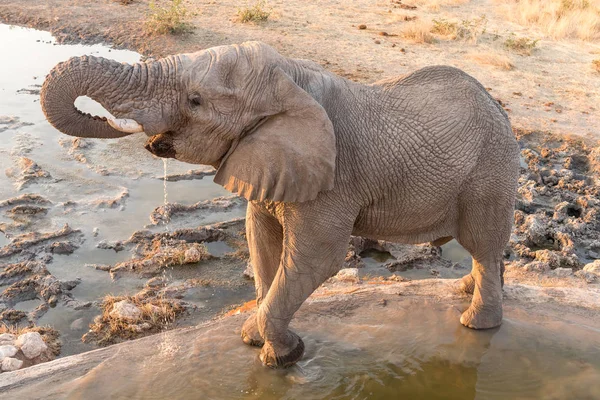 Elefante africano água potável ao pôr-do-sol — Fotografia de Stock