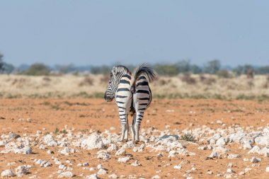 Burchell zebra derde