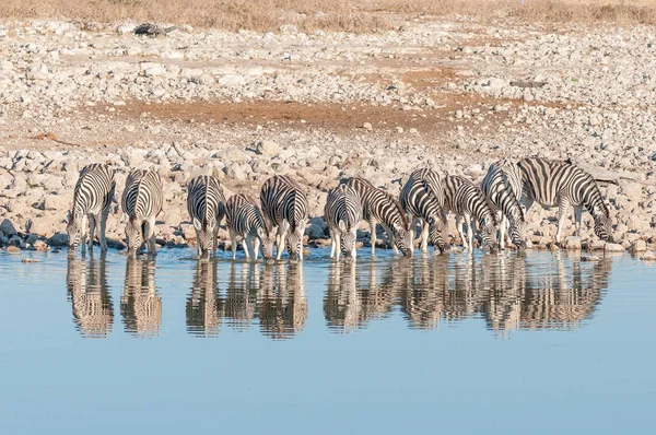 Cebras de Burchells, con sus reflejos visibles, agua potable —  Fotos de Stock