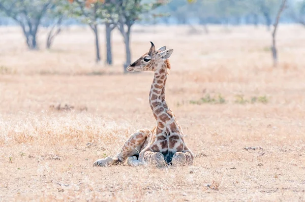 Намибийский жираф лежит на траве — стоковое фото
