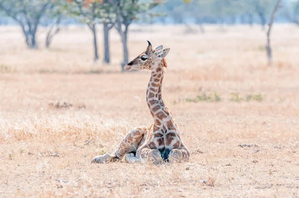 Jirafa namibia tendida sobre la hierba —  Fotos de Stock