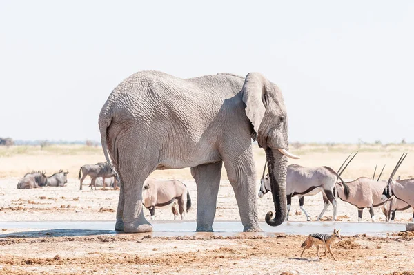 Elefante africano, chacal negro y oryx en un pozo de agua — Foto de Stock