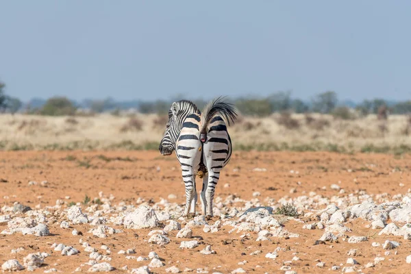 Burchells zebra poepende — Stockfoto