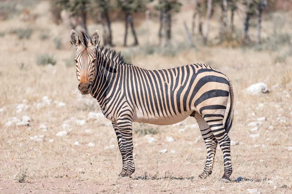 Hartmann-Zebra blickt in die Kamera — Stockfoto