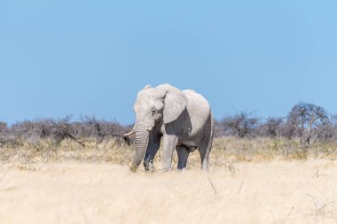 Beyaz calcrete tozuyla kaplı beyaz Afrika fili