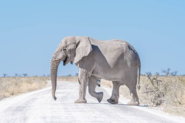 Beyaz calcrete tozuyla kaplı beyaz Afrika fili