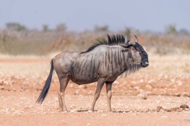 Mavi wildebeest yürüyüş