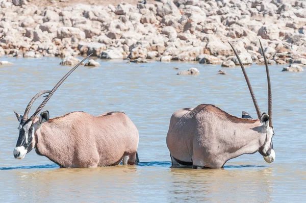 Oryx, un avec une corne déformée, dans un trou d'eau — Photo