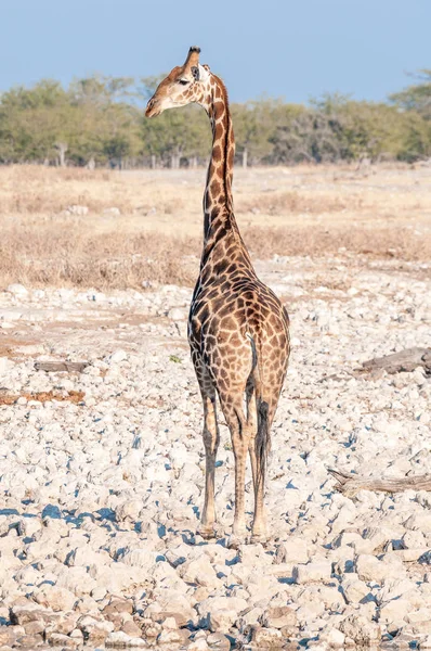 Namibische Giraffe mit dem Rücken zur Kamera, die ihr über die Schulter schaut — Stockfoto